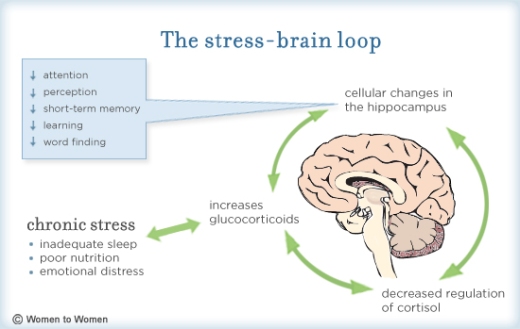 The stress-brain loop