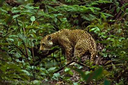 0403-Jaguar-rainforest-Manu